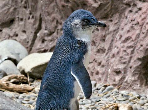 Blue penguin | Size, Predators, & Facts | Britannica