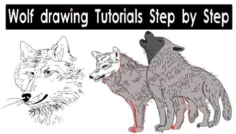 Realistic Wolf Drawing - Step By Step Tutorial - Cool Drawing Idea