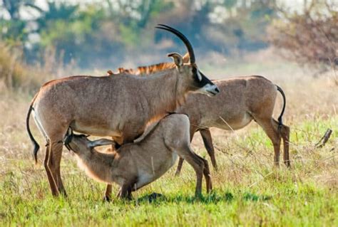 Roan Antelope Fun Facts: Africa’s Fearless Savanna Survivor