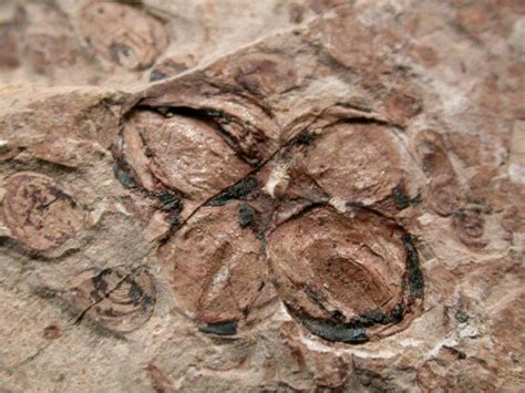 Liaoning flower fossil