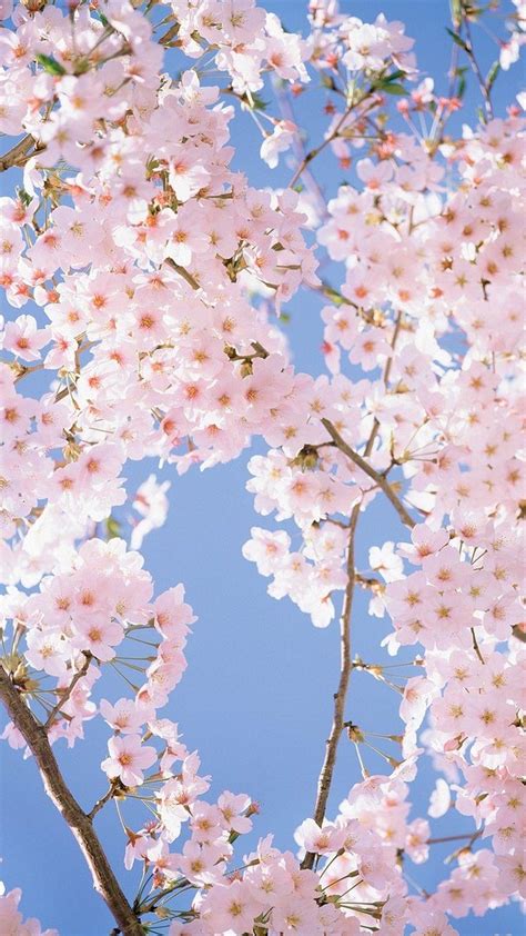 Cherry Blossom Phone QHD Wallpapers - Wallpaper Cave