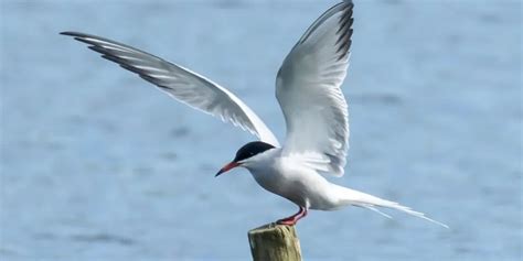 17 Head-Turning Facts About the Arctic Tern - Polar Guidebook