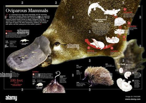 Infographic on the monotremes, egg-laying mammals, and its reproduction. [QuarkXPress (.qxp ...