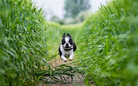🔥 Free download Brown Boston Terrier Puppies HD Wallpaper Background Images [1680x1050] for your ...