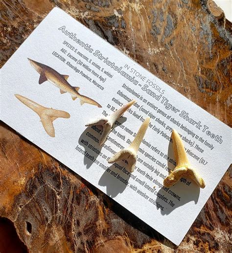 Sand Tiger Shark Teeth — In Stone Fossils