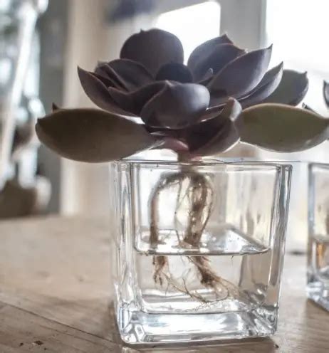 Can Succulents Grow in Water? {Succulent Expert Advice On this ...