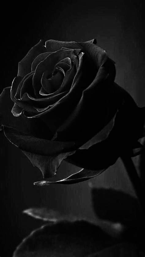 88+ Black Wallpaper Aesthetic Flower Picture - MyWeb