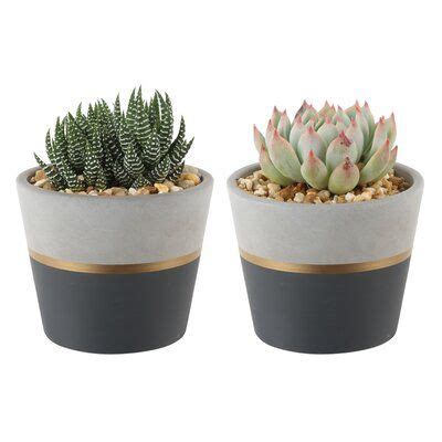 Concrete planter succulents pots cement plant pot cactus decor – Artofit