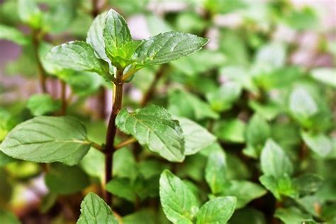 How to Grow and Use Chocolate Mint | Gardener’s Path