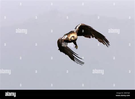 Spanish imperial eagle adult male flying Stock Photo - Alamy