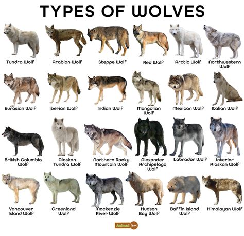 Wolf Facts, Types, Diet, Reproduction, Classification, Pictures