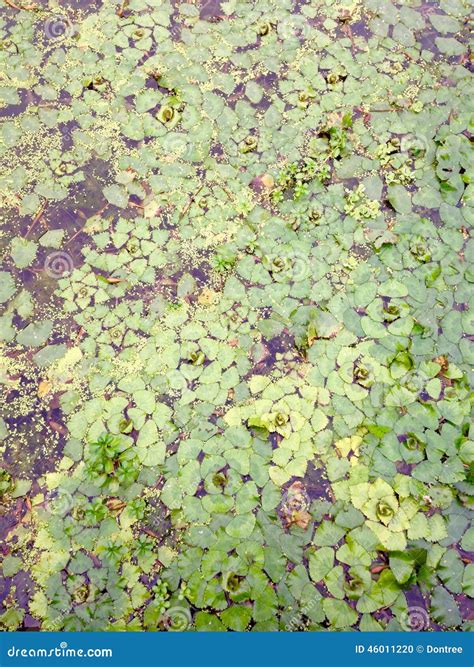 Water hyacinth stock photo. Image of green, water, nature - 46011220