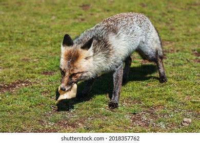 Hungry Grey Fox Eating Cheese Stock Photo (Edit Now) 2018357762