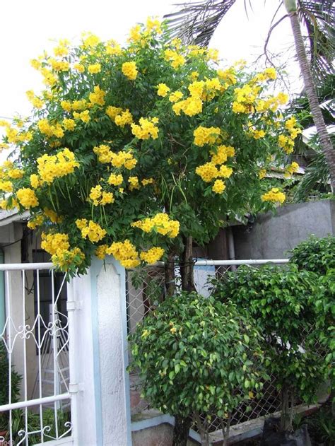 7 Yellow Trumpet Bush Seeds-1137b - Etsy | Plants, Bush seeds ...