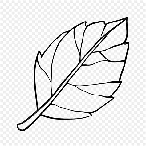 Dried Leaf Sketch, Leaf Drawing, Leaf Sketch, Dry PNG and Vector with Transparent Background for ...