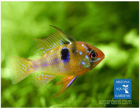 Dwarf German Blue Ram Cichlid | Arizona Aquatic Gardens