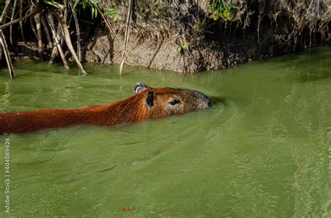 capybara swimming Stock Photo | Adobe Stock