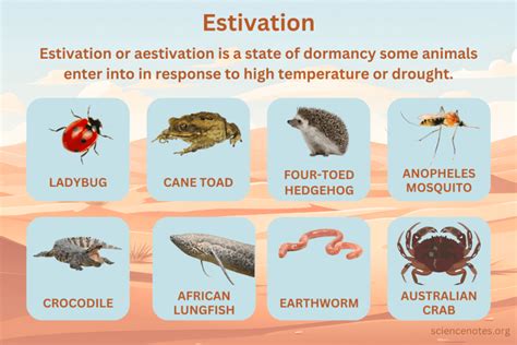 Estivation or Aestivation - Definition and Examples