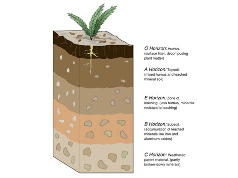 [Solved] Exercise 2: Soil Horizons Part A: Figure 2.1 is a profile of... | Course Hero