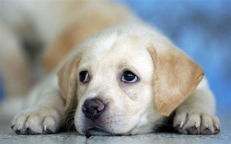 Cute Labrador Puppy :) HD desktop wallpaper : Widescreen : High ...