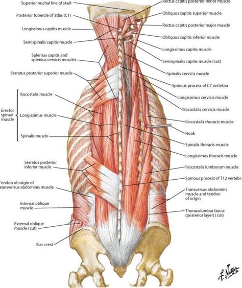 Posterior muscles in the thoracic and lumbar region - Netter | Muscle ...