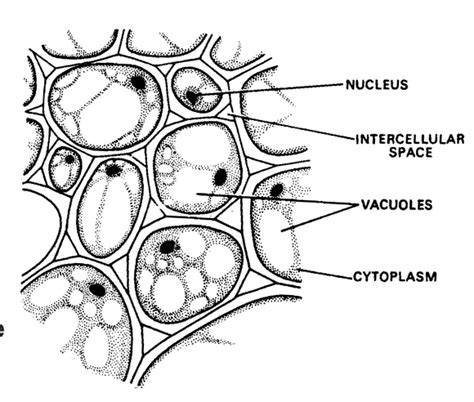 About and type of Complex Permanent Tissue| Entrancei