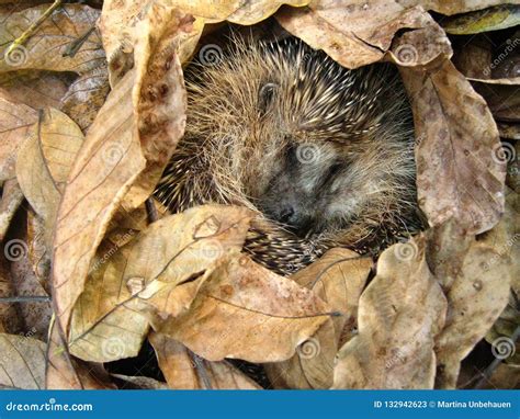 Hedgehog in the Autumn Leaves Stock Image - Image of sting, sleeping: 132942623