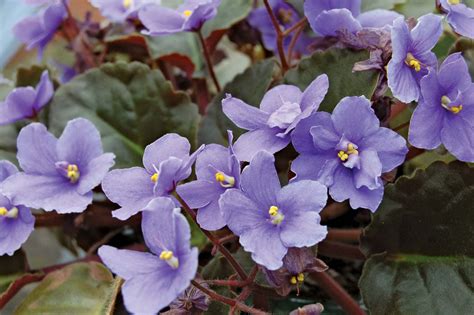 African violet | Description, Houseplant, & Facts | Britannica