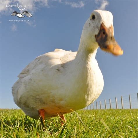 Puddle ducks at Trevorrick | Trevorrick Farm Holiday Cottages Gallery | Farm holidays, Holiday ...