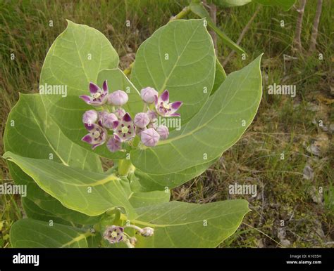 Algodon de seda (Calotropis procera Stock Photo - Alamy