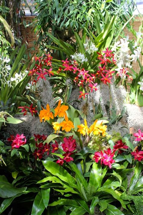 Marie Selby Botanical Gardens has a National Collection of Orchids and ...