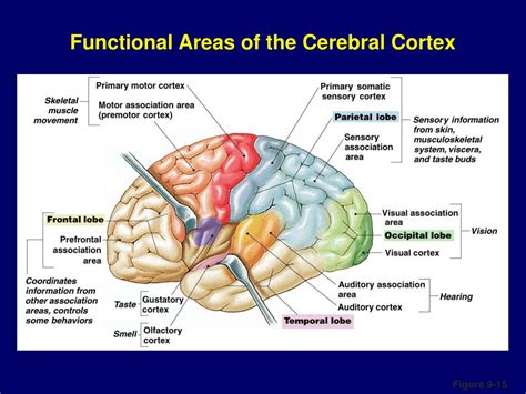 Correctly Label The Following Functional Regions Of The Cerebral Cortex