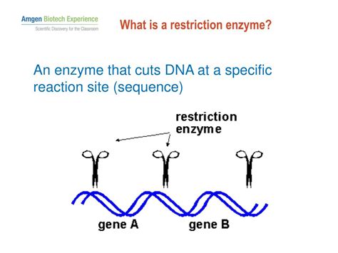 PPT - Restriction Enzymes Lecture PowerPoint Presentation, free download - ID:5460744