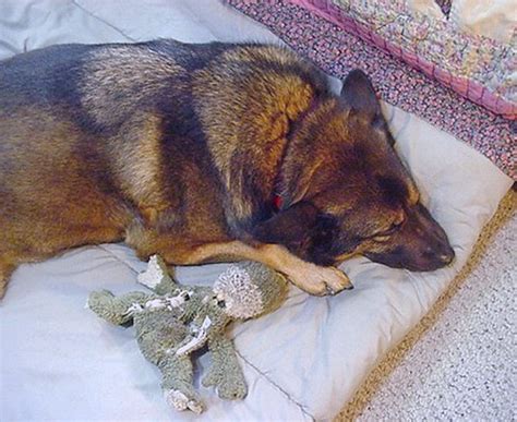 Another dog-toy homicide | Flickr - Photo Sharing!