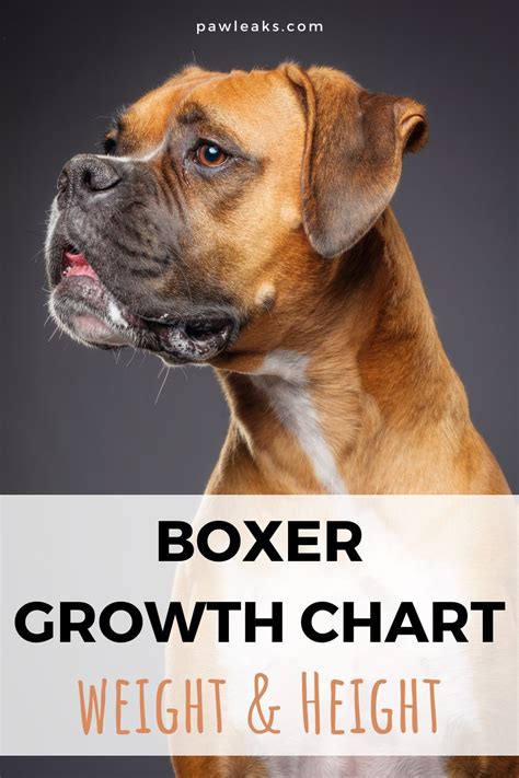 Boxer growth chart too small or just right – Artofit