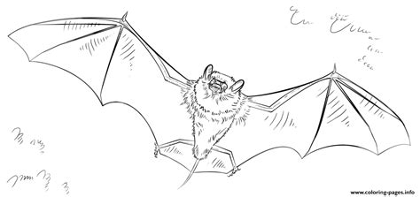 Bat Halloween Coloring page Printable