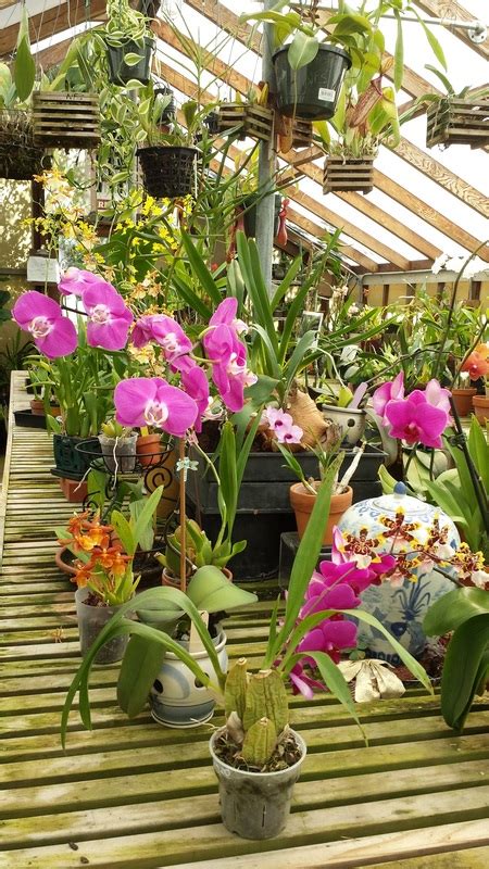 Orchids - San Mateo Arboretum Society