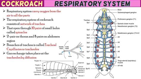 Cockroach Respiratory System Short Notes - Rajus Biology