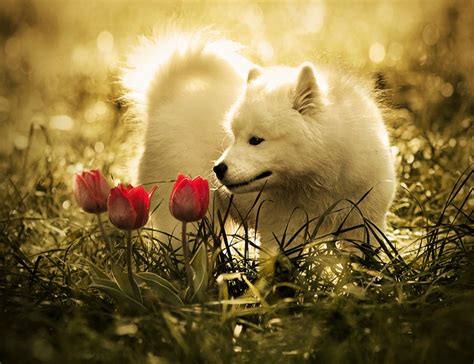 White Wolf Wallpaper - WallpaperSafari