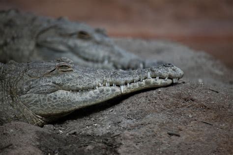 Orinoco Crocodile | ClipPix ETC: Educational Photos for Students and ...