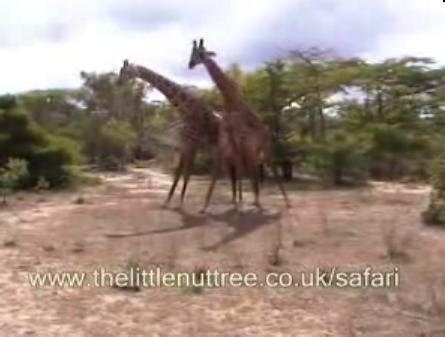 Giraffe-fight! video - Boing Boing