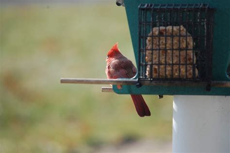 Cardinal Bird Feeder - Free photo on Pixabay - Pixabay