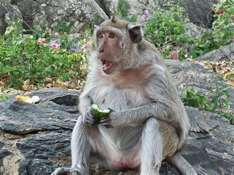 Wild Macaque Monkey Thailand Photograph by Alan Gregory | Fine Art America