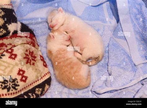 Newborn kittens sleeping Stock Photo - Alamy