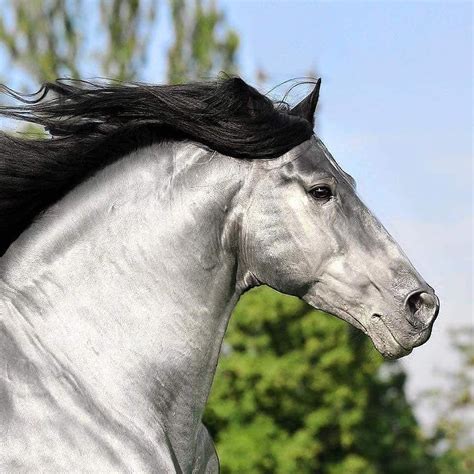 American Horse Club on Instagram: “Extraordinary beauty! 😍 But this ...