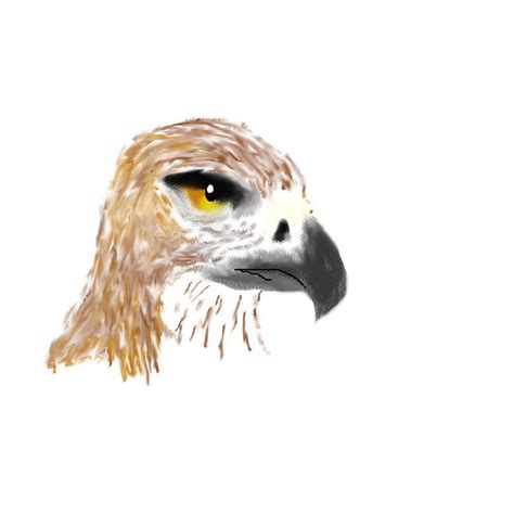 Hawk Head by DelJakar on DeviantArt