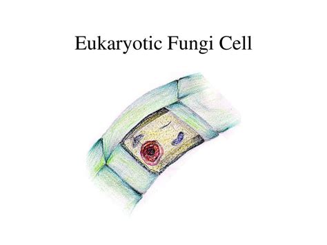 Prokaryote and Eukaryote notes - ppt download