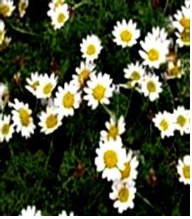 Anacyclus pyrethrum Plant. Fig: 2 Root of Anacyclus pyrethrum. | Download Scientific Diagram