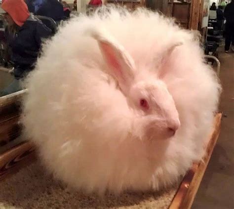 Angora Rabbit Breed Profiles