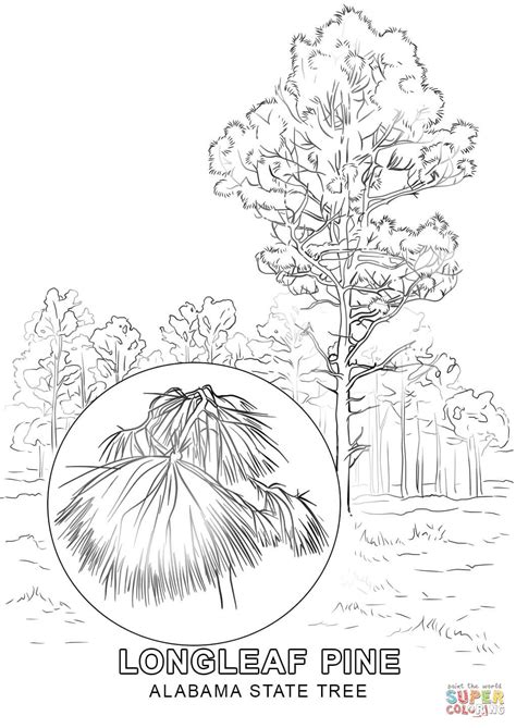 Alabama State Tree coloring page | Free Printable Coloring Pages